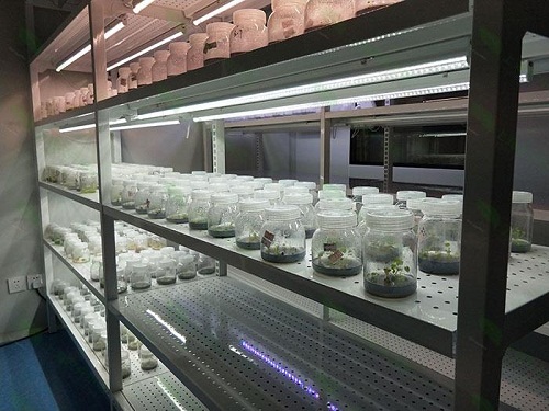 蕉岭植物组织培养实验室设计建设方案
